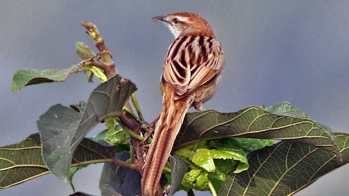 क्या है दुर्लभ धारीदार ग्रासबर्ड, गढ़चिरौली के घने जंगल में दिखा तो चौंक गया वन विभाग