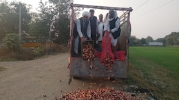 Onion Price in MP: प्याज ने निकाले आंसू, दाम नहीं मिलने से टूटे किसान... लागत निकालना हुआ मुश्किल, अब सड़कों पर फेंक रहे