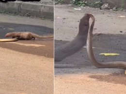 फन फैलाए कोबरा पर पीछे से टूट पड़ा नेवला, दबोचकर कई बार पटका, फिर जो हुआ, खतरनाक फाइट बनी सबसे थ्रिलिंग रील