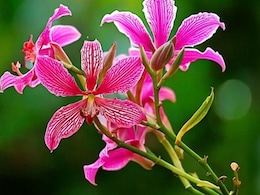 डायबिटीज समेत इन 6 समस्याओं के लिए बेहद फायदेमंद है कचनार काढ़ा , जानें किन लोगों को और कैसे करना चाहिए सेवन