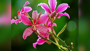 डायबिटीज समेत इन 6 समस्याओं के लिए बेहद फायदेमंद है कचनार काढ़ा , जानें किन लोगों को और कैसे करना चाहिए सेवन