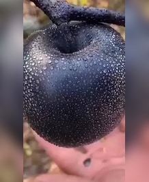 Health Benefits Of Black Diamond Apple