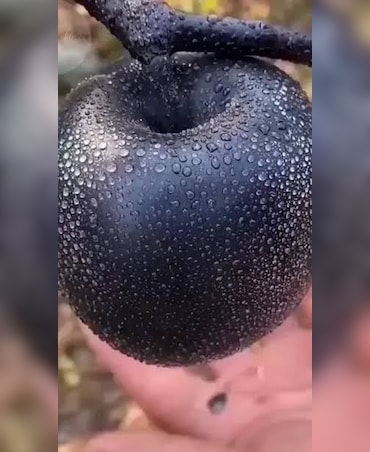 Health Benefits Of Black Diamond Apple