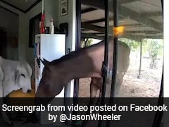 On Camera, Australian Politician's Pet Dog Welcomes Bull, Horse Into Home