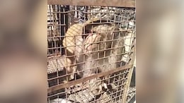 बारां में लाल मुंह वाले बंदरों का आतंक, 1 साल में 50 लोग घायल; नगर परिषद ने पिंजरों में डाला