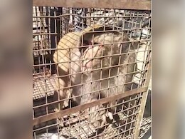 बारां में लाल मुंह वाले बंदरों का आतंक, 1 साल में 50 लोग घायल; नगर परिषद ने पिंजरों में डाला