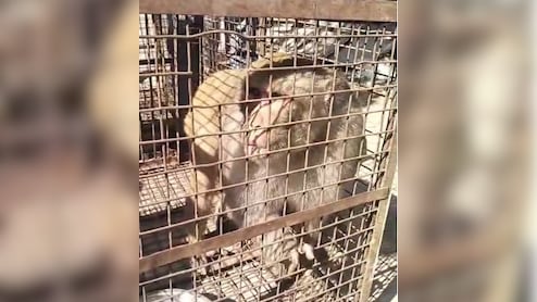 बारां में लाल मुंह वाले बंदरों का आतंक, 1 साल में 50 लोग घायल; नगर परिषद ने पिंजरों में डाला