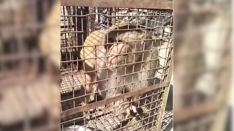 बारां में लाल मुंह वाले बंदरों का आतंक, 1 साल में 50 लोग घायल; नगर परिषद ने पिंजरों में डाला