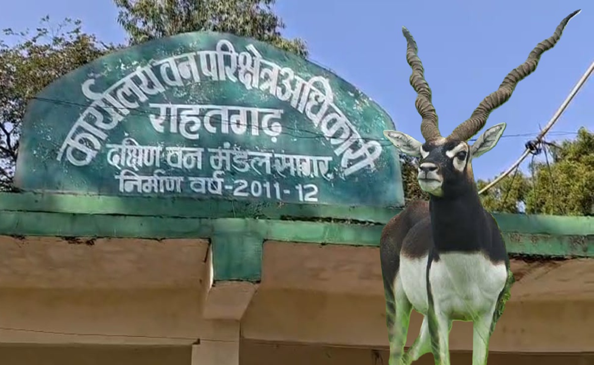 Sagar News: काले हिरण शिकार मामले में बड़े खुलासे; वन विभाग-STF की रिमांड पूरी, मास्टरमाइंड कौन?