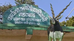 काले हिरण... जिन्हें पूजता है बिश्नोई समाज, उनका सागर में शिकार, डॉ. खान समेत तीन जेल में, पर खुलासा नहीं, जानें मामला