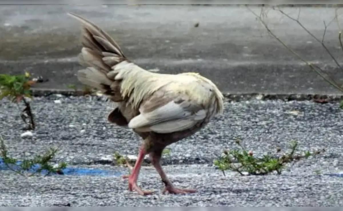 Latest and Breaking News on NDTV