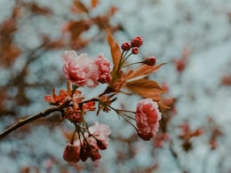 Forget Japan, Head To Nagaland For The Cherry Blossom Season This Winter