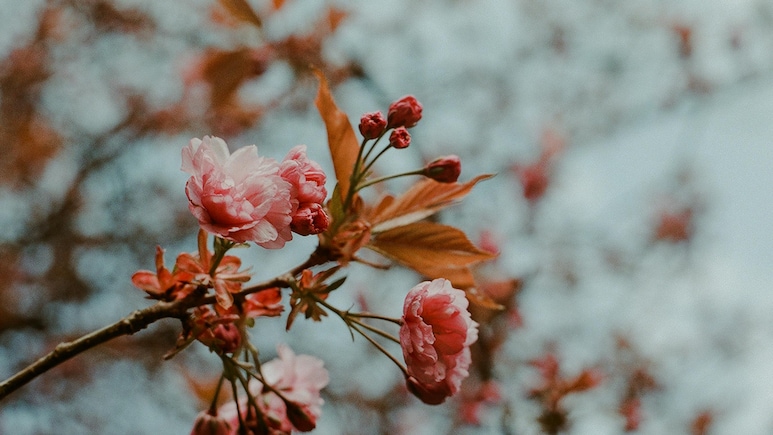 Forget Japan, Head To Nagaland For The Cherry Blossom Season This Winter