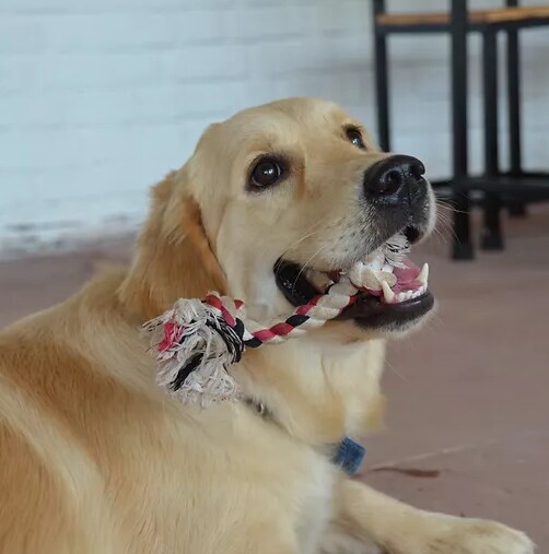 Emami - Enters Into Pet-Care, Pick 30% In Fur Ball Story: Centrum Broking