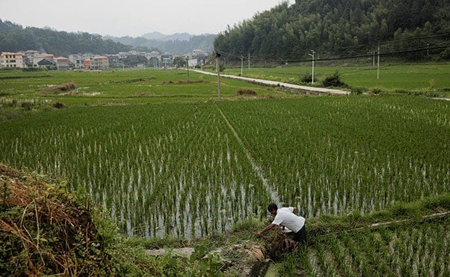 India Bans Export Of Broken Rice, After 20% Export Tax Amid Drought In 4 States