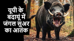 जंगली सूअर पकड़ने पहुंचे वन विभाग दरोगा पर हमला, देखें VIDEO