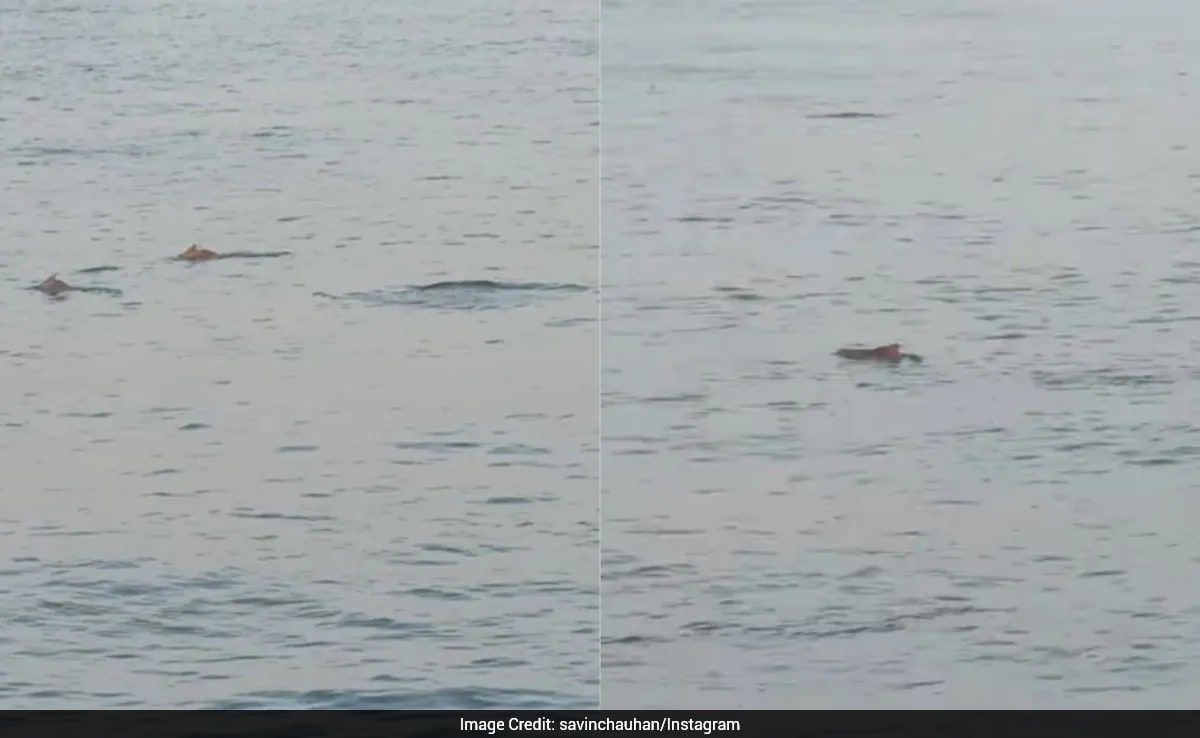 "Between Concrete And Chaos": Viral Video Shows Dolphins Swimming Close To Worli Shore In Mumbai