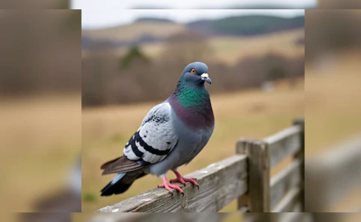 Latest and Breaking News on NDTV