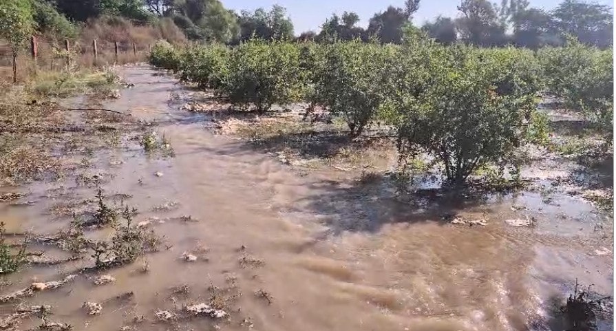 खेतों में अनार और जीरे के अलावा और भी कई फसलें लगी हुई हैं