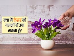 घर के अंदर केसर कैसे उगाएं? केसर का पौधा कितने दिन में उगता है, जान&zwj;िए यहां पर तरीका