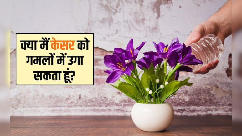 घर के अंदर केसर कैसे उगाएं? केसर का पौधा कितने दिन में उगता है, जान&zwj;िए यहां पर तरीका