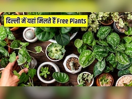 दिल्ली में यहां मिलते हैं Free Plants, एक बार में घर ला सकते हैं 10-15 पौधे, जानें कैसे पहुंचें