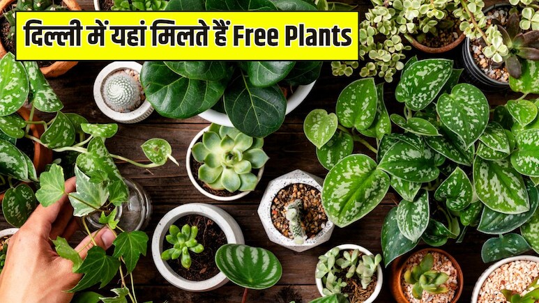 दिल्ली में यहां मिलते हैं Free Plants, एक बार में घर ला सकते हैं 10-15 पौधे, जानें कैसे पहुंचें
