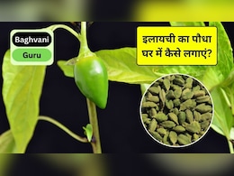 Gardening Guru: घर पर इलायची का पौधा कैसे लगाएं? जानिए आसान तरीका