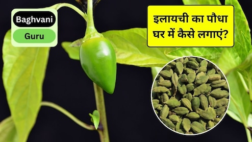 Gardening Guru: घर पर इलायची का पौधा कैसे लगाएं? जानिए आसान तरीका