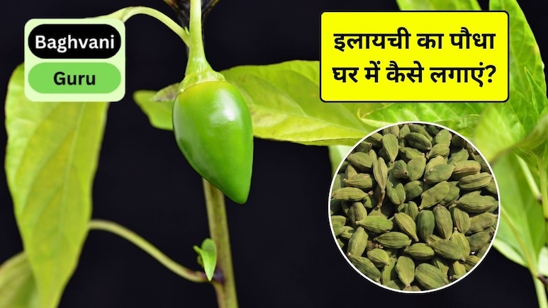 Gardening Guru: घर पर इलायची का पौधा कैसे लगाएं? जानिए आसान तरीका