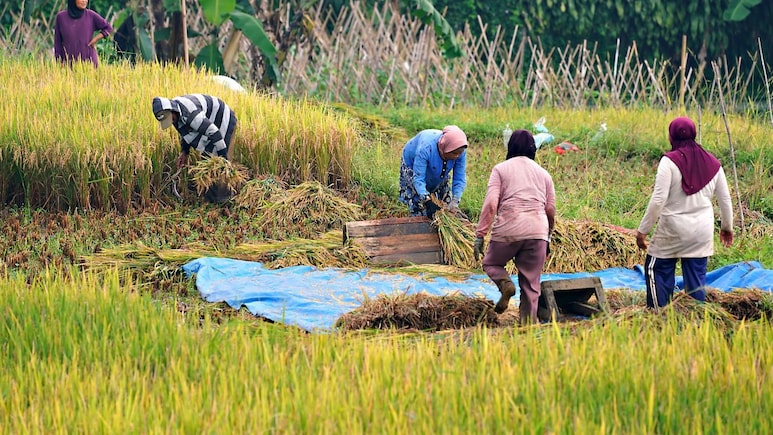 MP के किसानों के लिए खुशखबरी, मोहन सरकार शुरू करेगी ‘लखपति एक बीघा किसान योजना’, जानिए किसे होगा फायदा