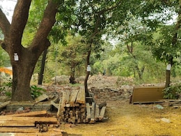 Tree Cutting : तपोवनाच्या चर्चेदरम्यान पालघरमध्ये हजारो झाडांची कत्तल; ठाण्यातील शेकडो झाडे रडारवर