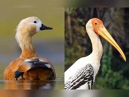 विदेशी पक्षी मेहमानों से गुलज़ार हुआ चंबल, रास आ रहा घाटी का माहौल; प्रजनन के बाद वापस लौटेंगे