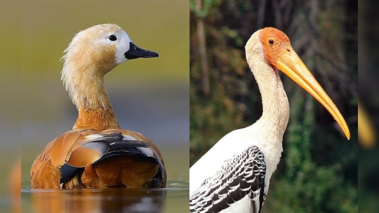 विदेशी पक्षी मेहमानों से गुलज़ार हुआ चंबल, रास आ रहा घाटी का माहौल; प्रजनन के बाद वापस लौटेंगे