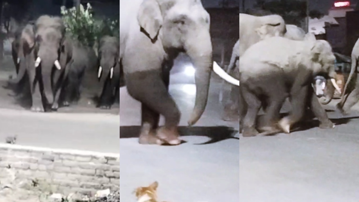 हरिद्वार के पास मेन रोड पर जंगली हाथियों का झुंड उतरा, ठिठके वाहन, दहशत में लोग; देखें वीडियो