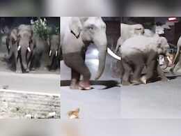 हरिद्वार के पास मेन रोड पर जंगली हाथियों का झुंड उतरा, ठिठके वाहन, दहशत में लोग; देखें वीडियो