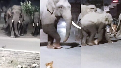 हरिद्वार के पास मेन रोड पर जंगली हाथियों का झुंड उतरा, ठिठके वाहन, दहशत में लोग; देखें वीडियो