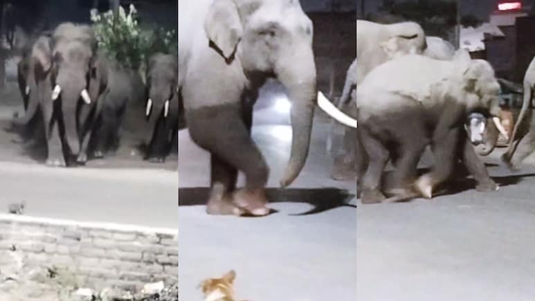 हरिद्वार के पास मेन रोड पर जंगली हाथियों का झुंड उतरा, ठिठके वाहन, दहशत में लोग; देखें वीडियो