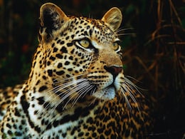 Leopard Terror: आता बिबट्याला सुट्टी नाही..! राज्य सरकारने लावली फिल्डिंग, सर्वात मोठी घोषणा