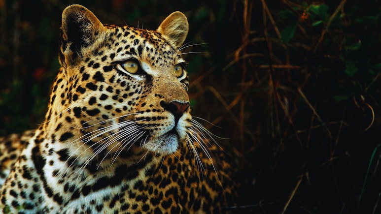 Leopard Terror: आता बिबट्याला सुट्टी नाही..! राज्य सरकारने लावली फिल्डिंग, सर्वात मोठी घोषणा