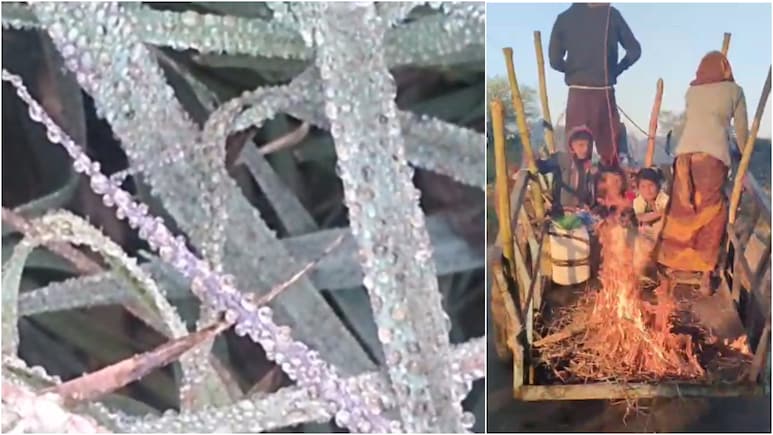 Betul weather: 7 डिग्री पहुंचा तापमान, पौधों पर बर्फ जमी, बैलगाड़ी पर आग जलाकर चलते नजर आए मजदूर