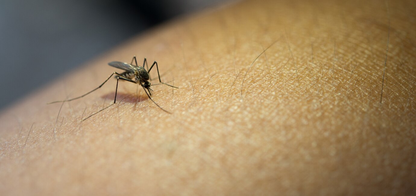 Karnataka Declares Dengue An Epidemic Amid Spike In Cases