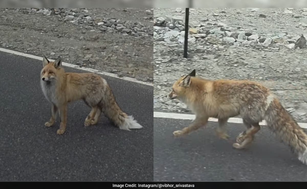 Rare Red Fox Spotted Near Pangong Tso