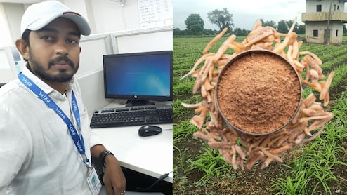 45 हजार की नौकरी छूटी तो सफेद मूसली से कमाने लगे 50 लाख रुपए, इंजीनियर राहुल ने कैसे कर द&zwj;िखाया कमाल?