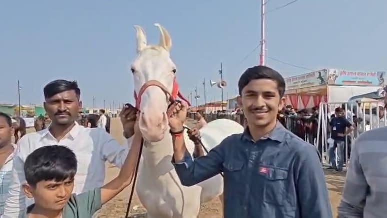 Viral Video: भाजप आमदाराच्या मुलानं खरेदी केली 1111111 रुपयांची घोडी, खासीयतही भन्नाट, युद्धकाळात...