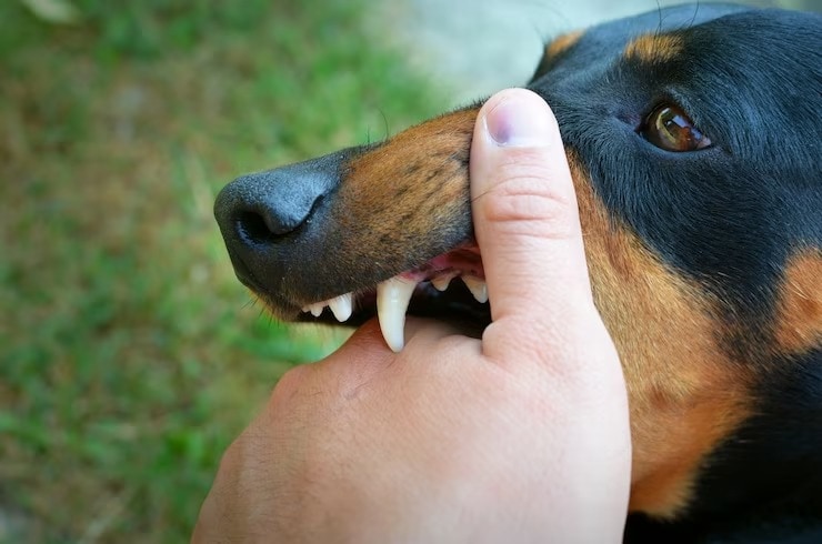 Ghaziabad Kid Dies Of Rabies; Know About The Viral Disease, Its Symptoms And Prevention