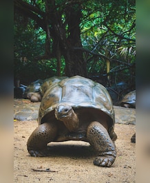 This Tortoise Can Live For A Century In The Wild