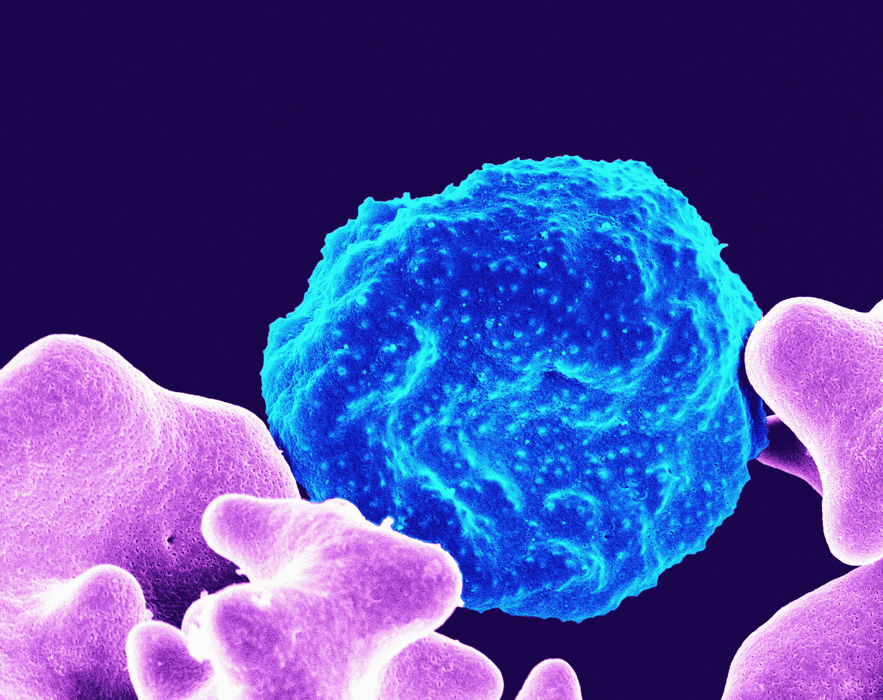 Serum Institute Debuts 'High Efficacy' Malaria Vaccine In West Africa