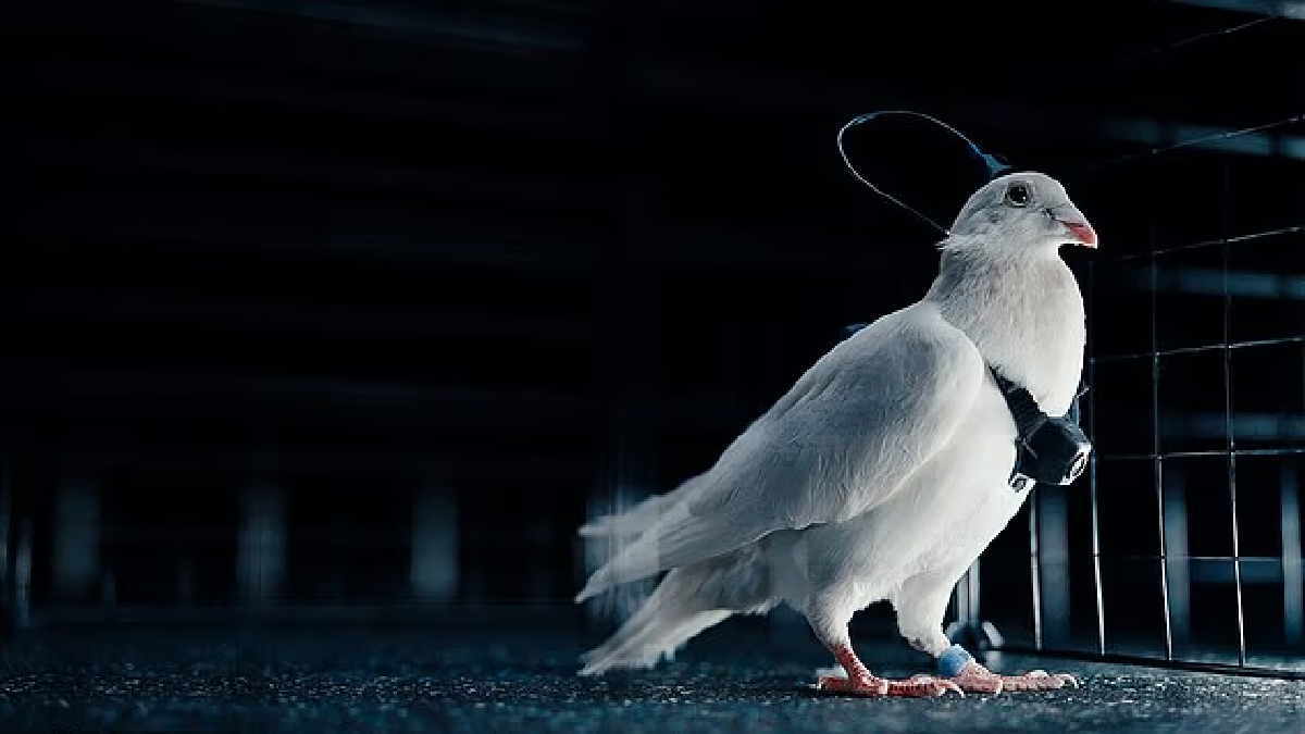 कबूतरों में लगा दी चिप! ड्रोन की तरह होंगे रिमोट से कंट्रोल