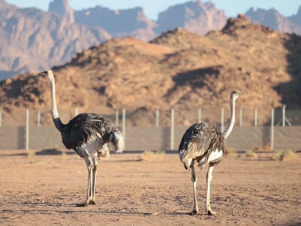 100 साल बाद अचानक सऊदी अरब के रेगिस्तान में 'चमत्कार', लौट आया ये रहस्यमयी पक्षी